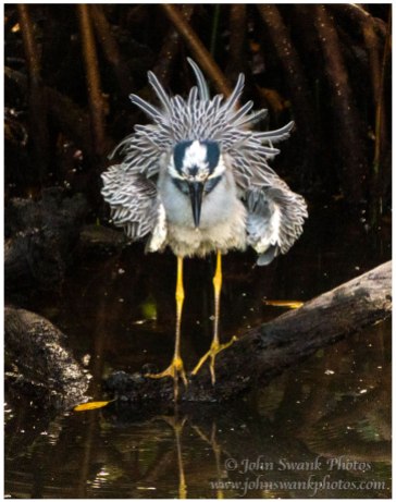 Fluffy yellow crowned night heron
